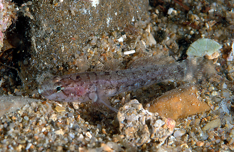 Chromogobius zebratus e Gammogobius steinitzi